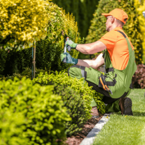 Arborist Sydney - Tony Saunders Sydney Arborist Service