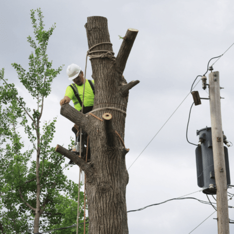 The Certified Arborist Tree ServiceTM